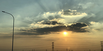 高县小麦技术优势